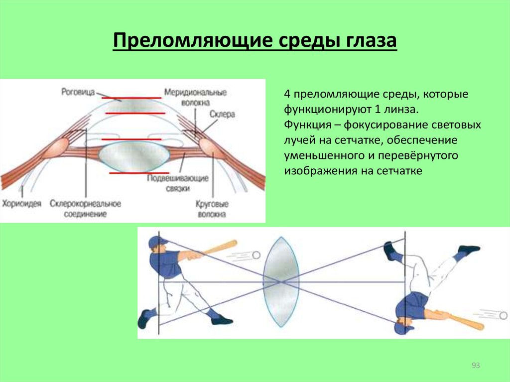 Среде глаз. Преломляющие среды глаза функции. Глаз преломляющие среды глаза. Преломляющие структуры глаза. Преломляющие среды глазного яблока.