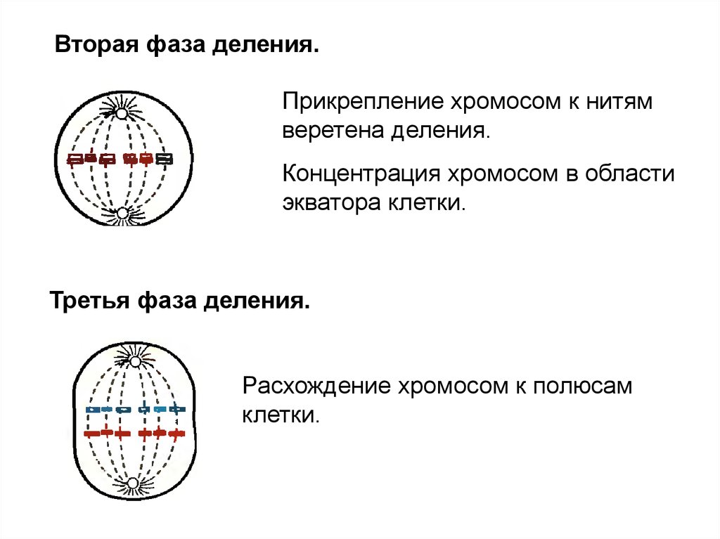 Расхождение хромосом к полюсам клетки фаза