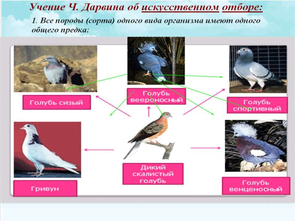 Искусственный отбор презентация