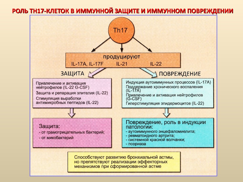 17 взаимодействие клеток в иммунном ответе трехклеточная схема кооперации