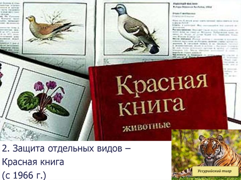 Красная книга томской области фото