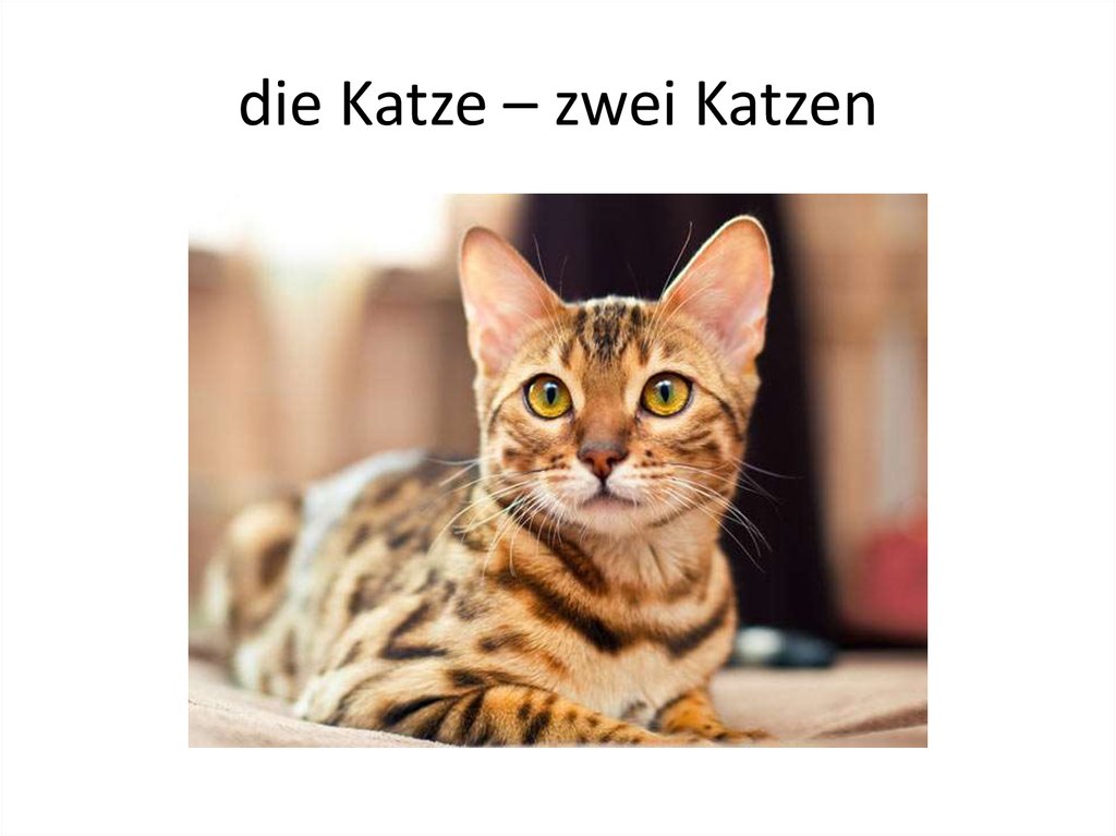 Die katze. Транспортер die Katze.