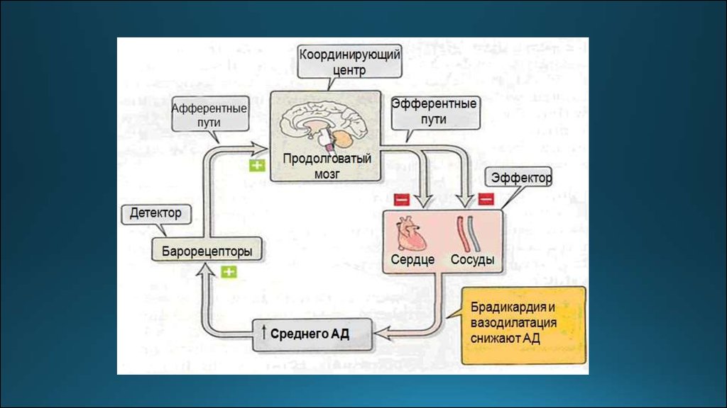 Автономный отдел нервной системы нейрогуморальная регуляция презентация 8 класс