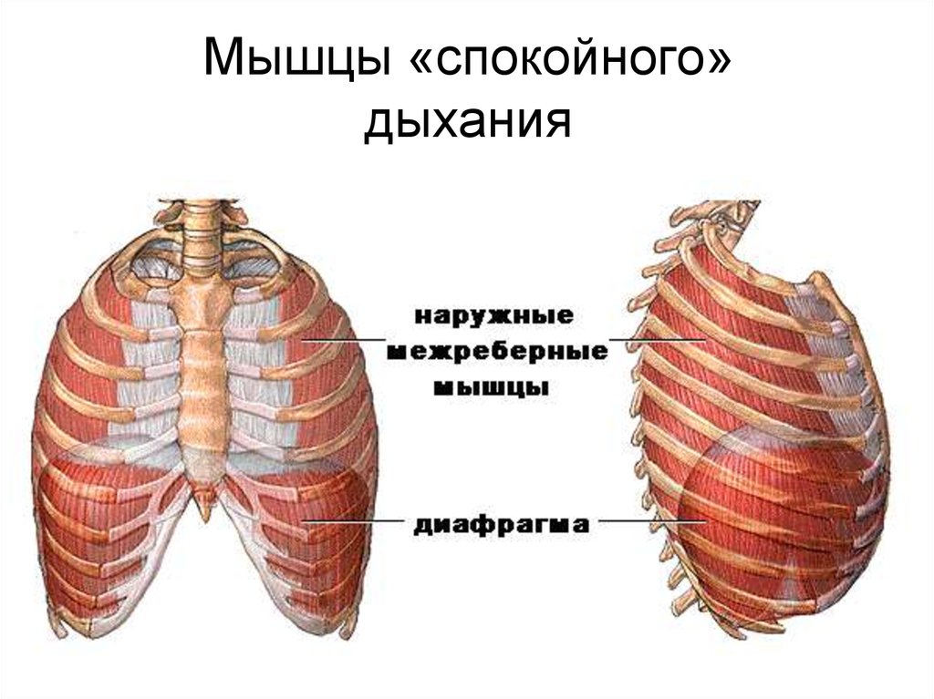 Дыхательная мышца диафрагма на рисунке