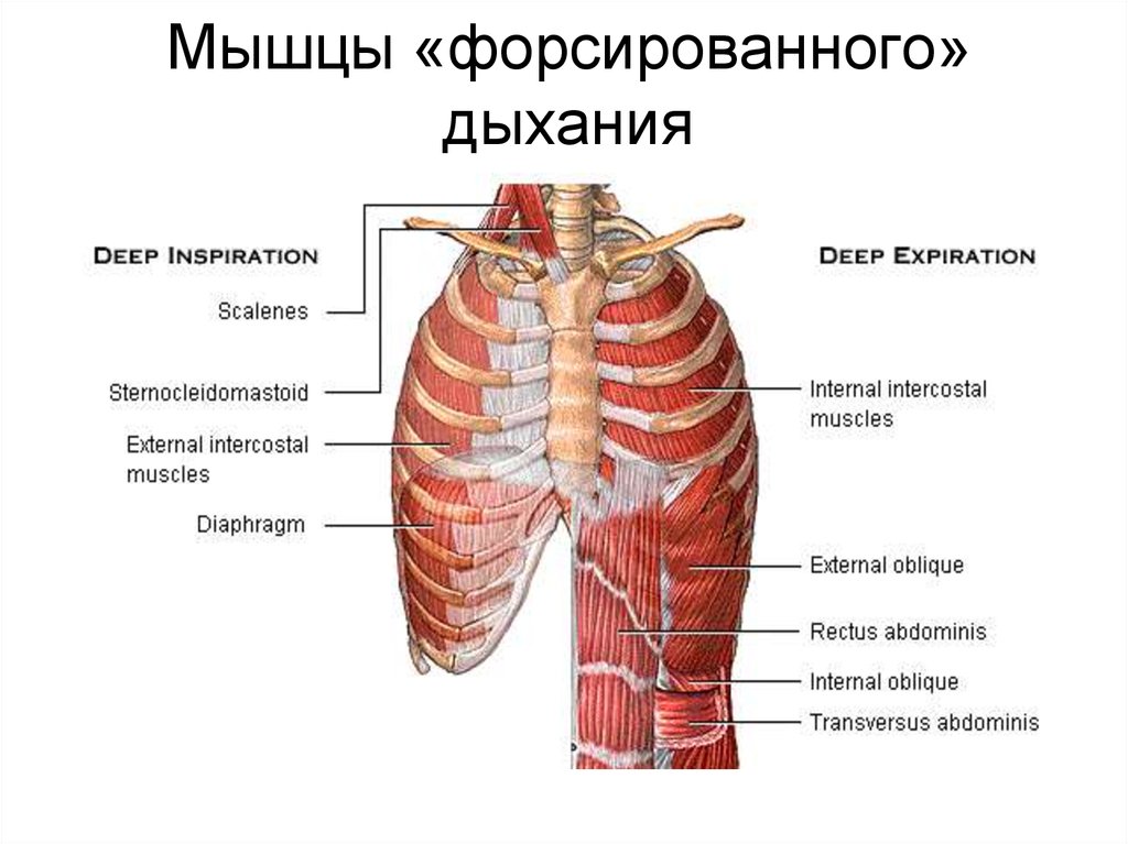 Рассмотрите картинку и укажите под какими цифрами указаны мышцы работающие при вдохе