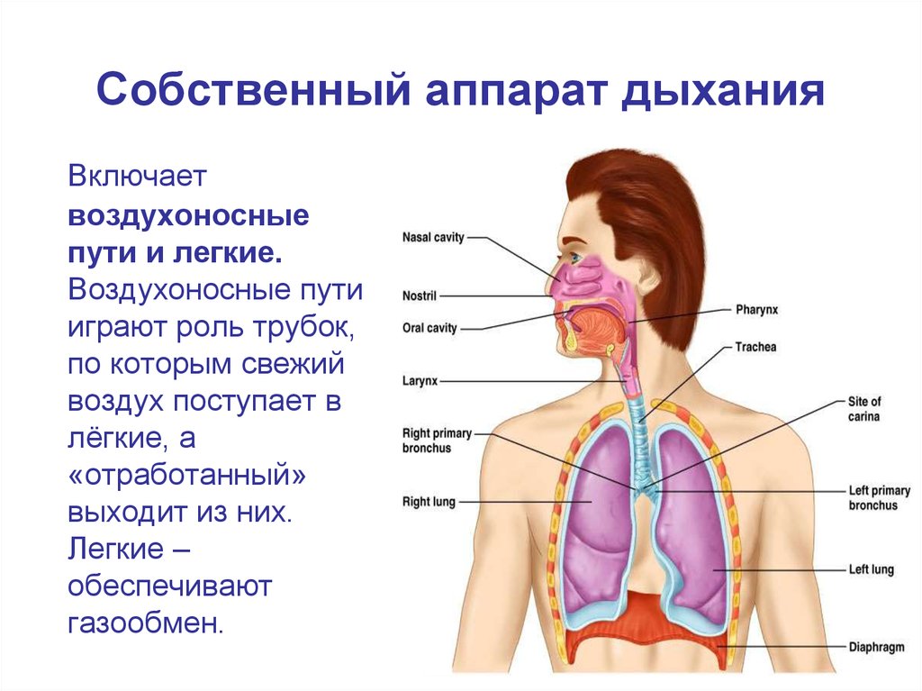 Дыхание организма органы дыхания. Дыхательная система аппарат внешнего дыхания. Строение органов дыхательной системы. Путь воздуха в легкие. Строение дыхательного аппарата.