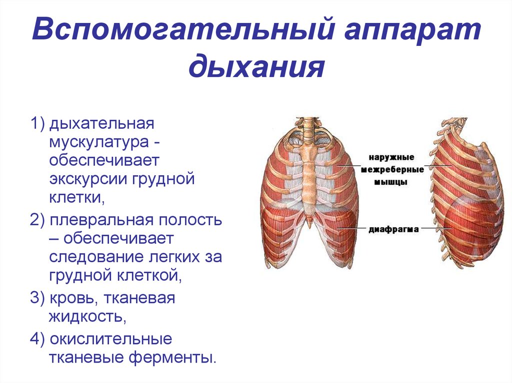 Грудная клетка при вдохе приподнимается. В акте дыхания участвует вспомогательная мускулатура грудной клетки. Костно-мышечная система дыхательной системы. Вспомогательная мускулатура грудной клетки. Наружные межреберные мышцы дыхание.