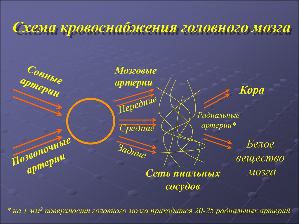 Схема кровообращения головного мозга