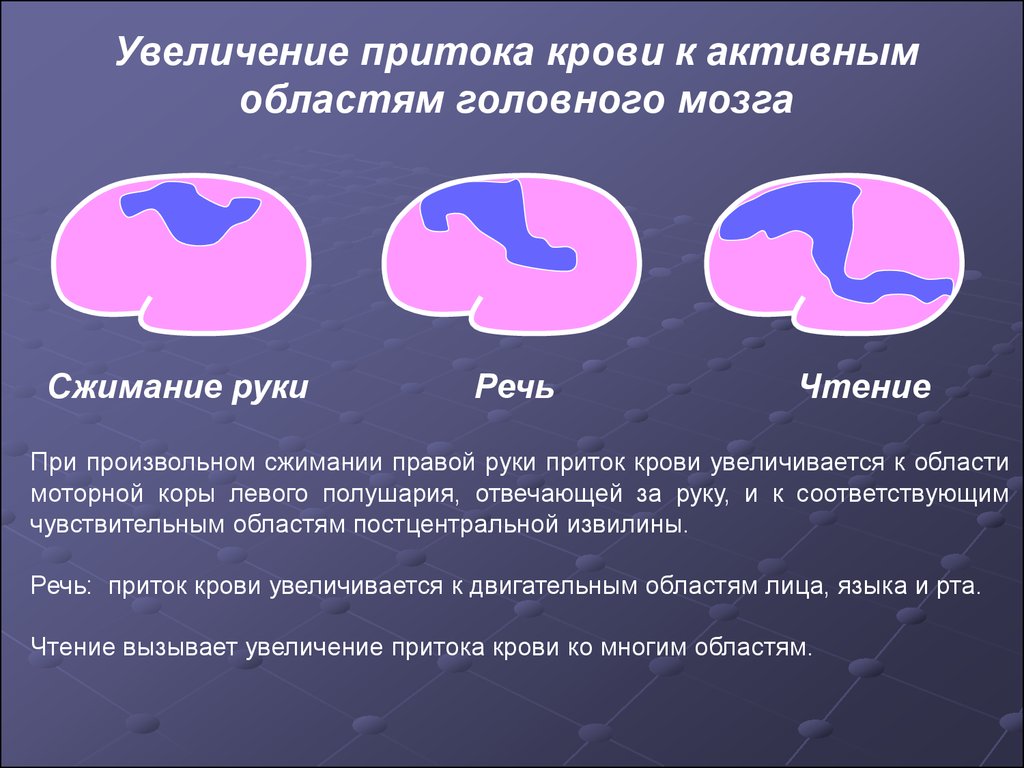 Увеличение мозга. Точки для улучшения кровообращения головного мозга. Как улучшить приток крови к голове. Улучшение перфузии головного мозга.