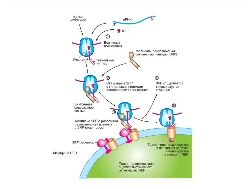 Рибосомы синтезируют полипептиды. Сигнальный пептид Синтез белка. Сигнальные пептиды. Синтез белка на экспорт. Регуляторные пептиды.