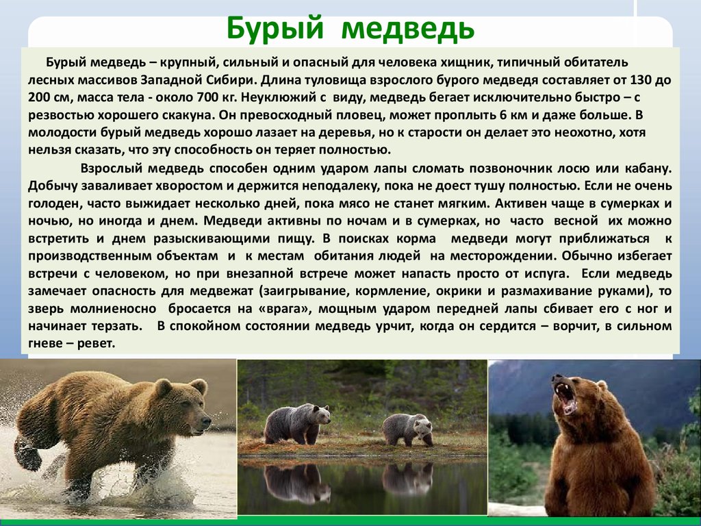 Сочинение о медведе 5 класс. Описание медведя. Бурый медведь сообщение. Бурый медведь описание. Информация о буром медведе.