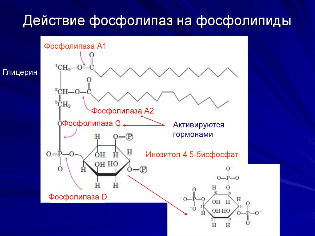 Действие сайт. Фосфолипаза а2 реакция. Лецитин фосфолипаза а1. Реакция катализируемая фосфолипазой а2. Фосфатидилхолин фосфолипаза а2.