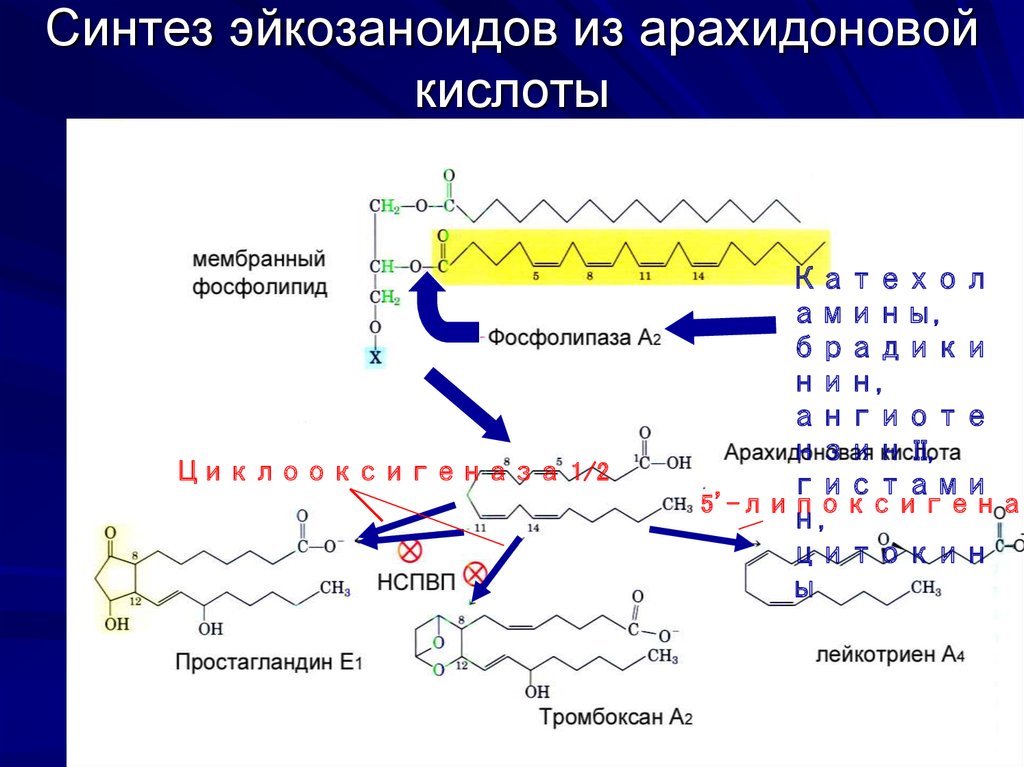 Эйкозаноиды биохимия презентация