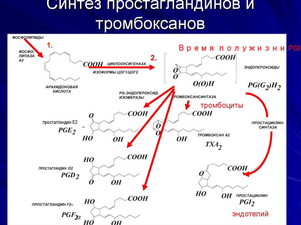 Синтез общество. Тромбоксаны Синтез. Тромбоксан а2 эффекты. Простагландин f2 и тромбоксан a2 вызывают. Тромбоксан а2 синтезируется.