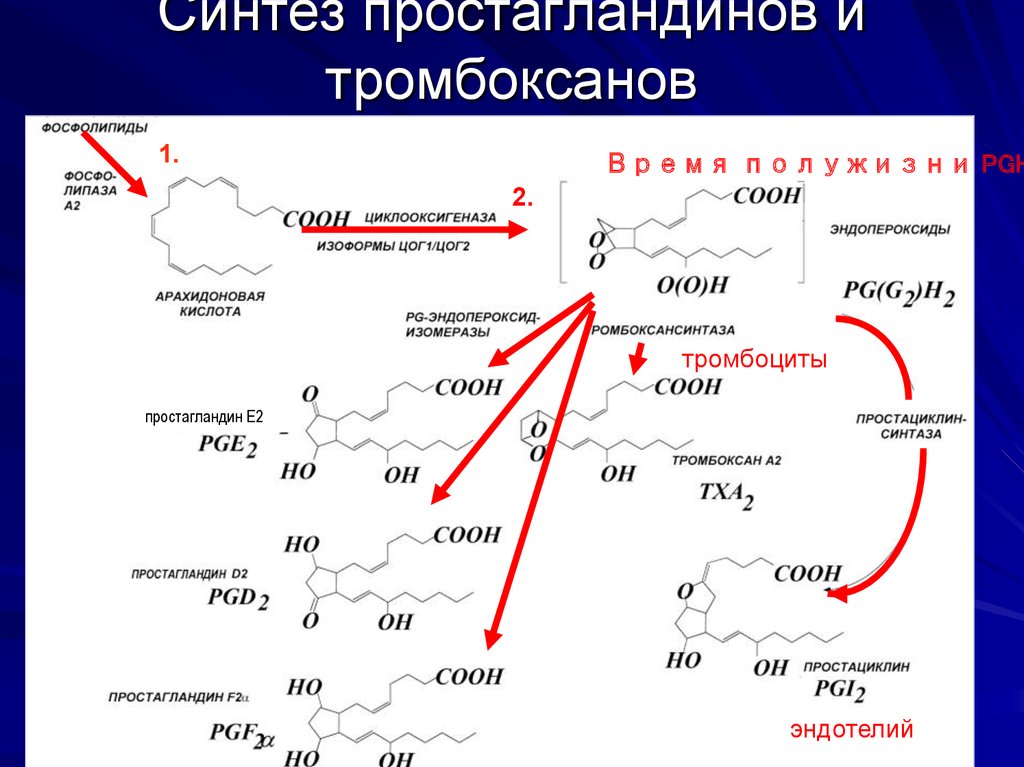 Синтез ростов. Тромбоксан а2 синтезируется. Биосинтез простагландинов биохимия. Схема синтеза тромбоксанов. Простагландины е синтазы.