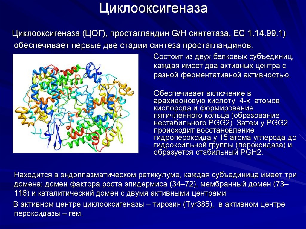 Цог это. Функции циклооксигеназы 1 и 2. Циклооксигеназа в синтезе простагландинов. Фермент циклооксигеназа. Циклооксигеназа биохимия.