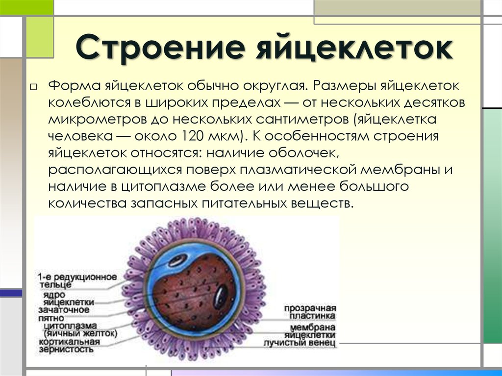 В растущих ооцитах большинства животных. Опишите строение яйцеклетки. Строение яйцеклетки животных. Схема микроскопического строения яйцеклетки человека. Строение яйцеклетки и функции органоидов.