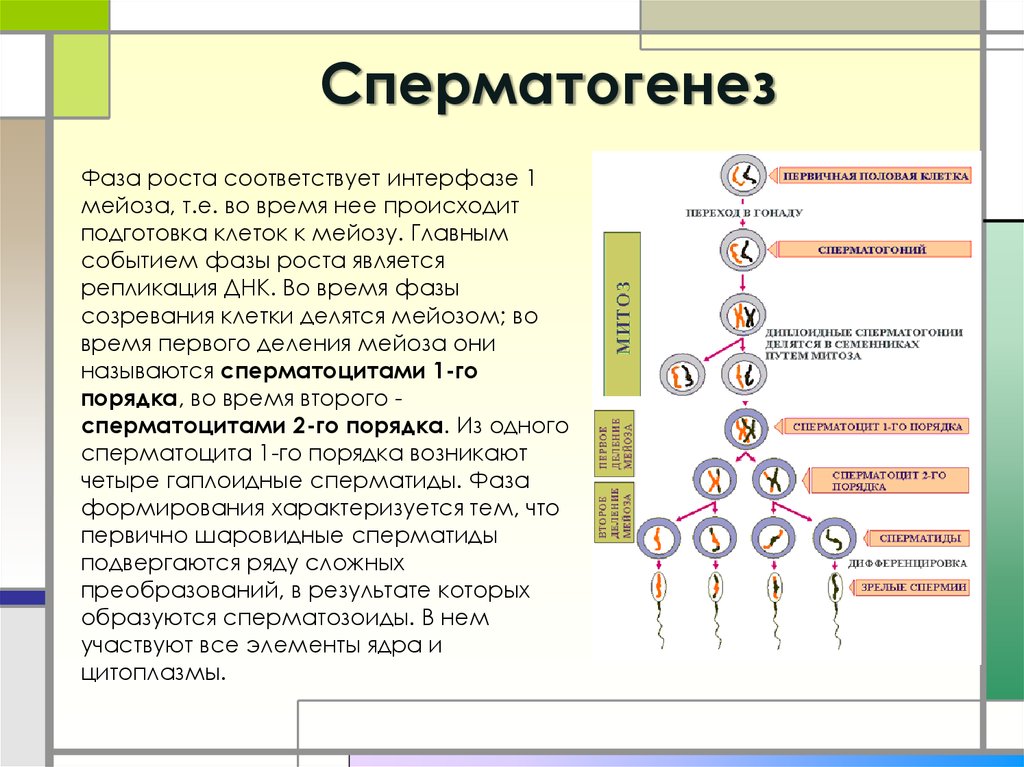 Сперматогенез и овогенез презентация