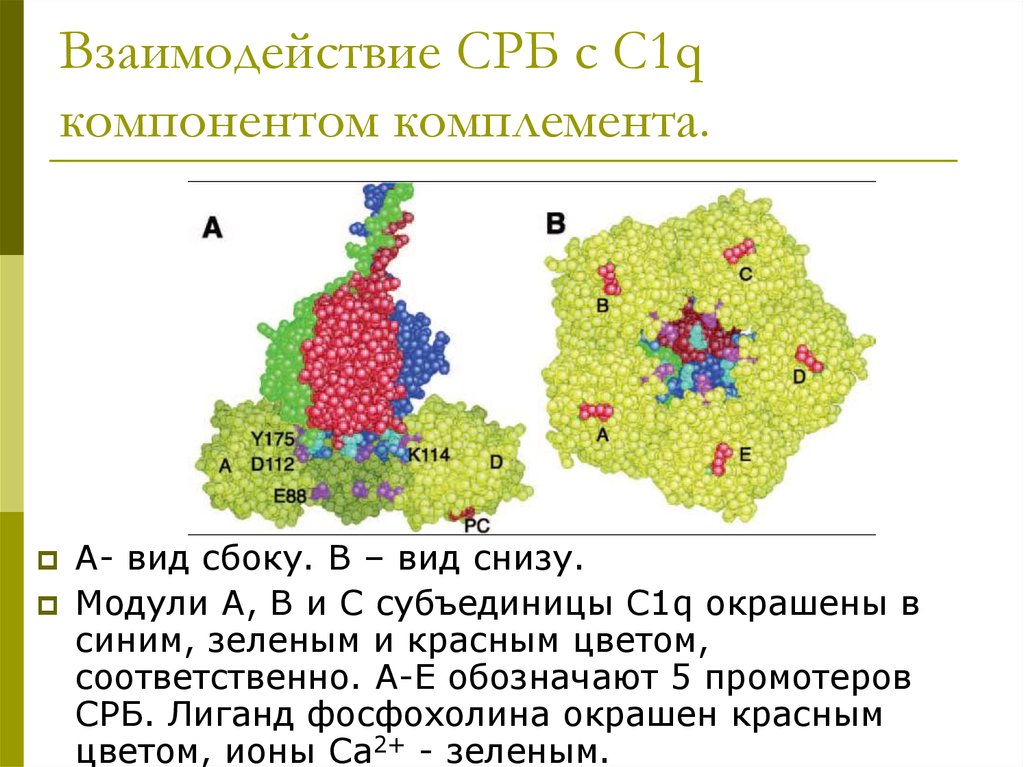 Картинки с реактивный белок