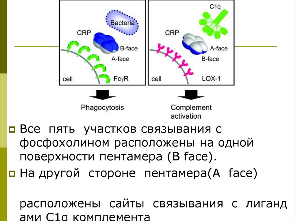 С реактивный белок презентация