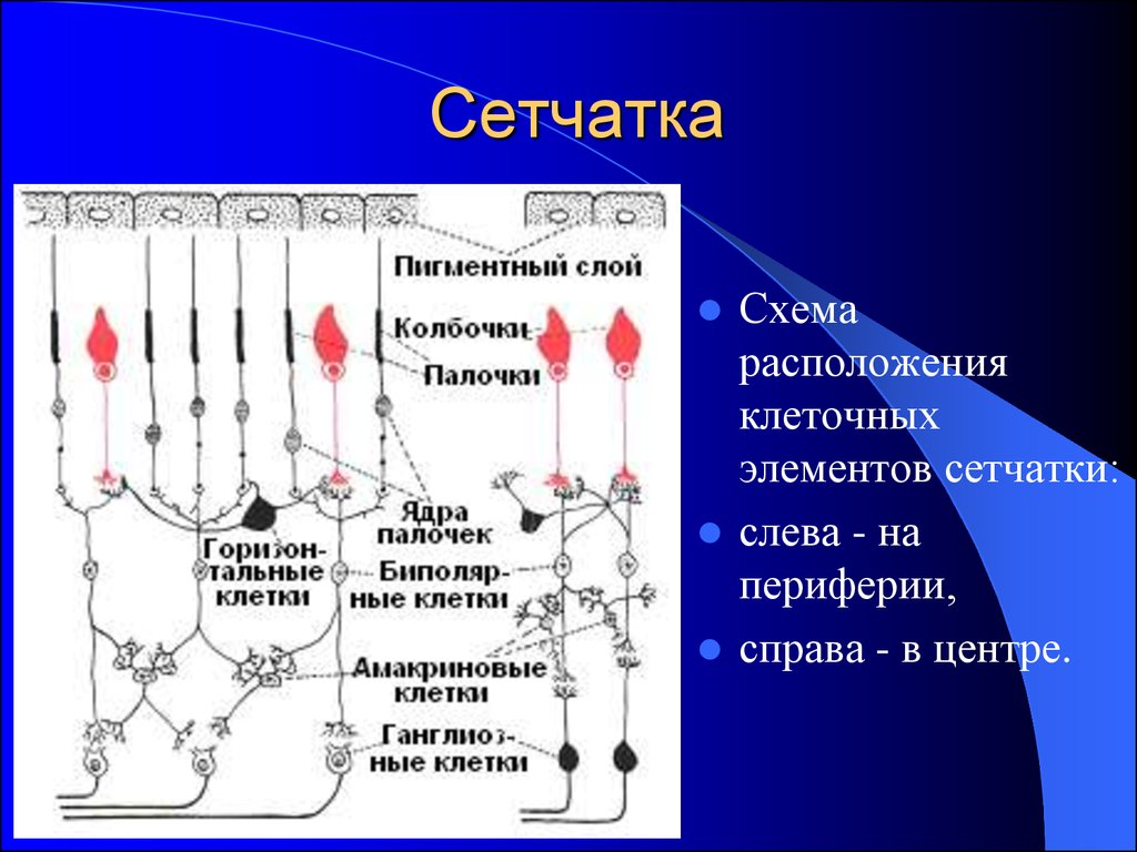 Имеют хорошо развитые палочки в сетчатке