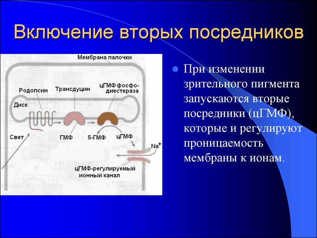 Включая второй. Фоторецепция физиология. Механизм фоторецепции глаза. Механизм фоторецепции физиология. Трансдуцин и родопсин.