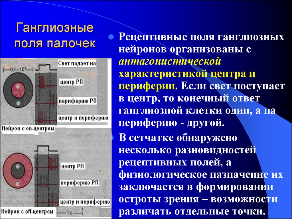 Рецептивное поле. Рецептивное поле ганглиозной клетки. Рецептивные поля ганглиозных клеток сетчатки. Структура рецептивного поля ганглиозной клетки. 4. Рецептивные поля ганглиозных нейронов.