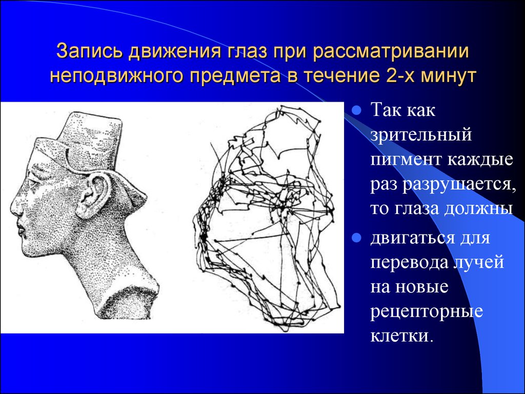 Движения записать. Движение глаза при рассматривании. Механизм движения глаз. Движения глаз для презентации. Движение глаза по картинке при рассматривании.