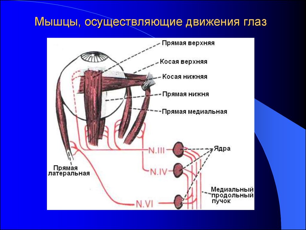 Осуществлял движение. Медиальный продольный пучок функции. Медиальный продольный пучок неврология. Движения осуществляющие мышцы. Движения глаза осуществляют мышцы.