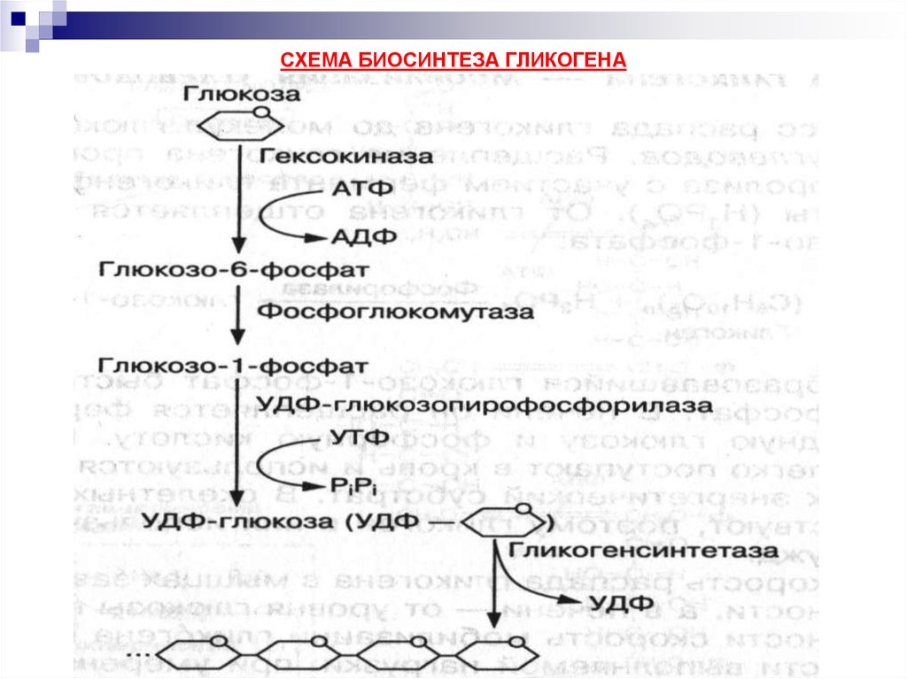 Функции гликогена в организме человека