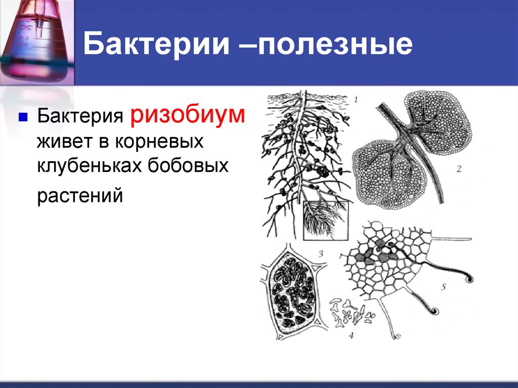 Полезные бактерии. Ризобиум бактерия. Микроорганизмы на службе у человека. Полезные бактерии на службе человека.