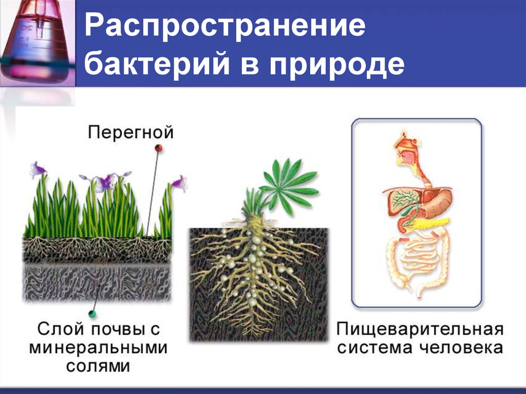 Распространение микроорганизмов в природе презентация