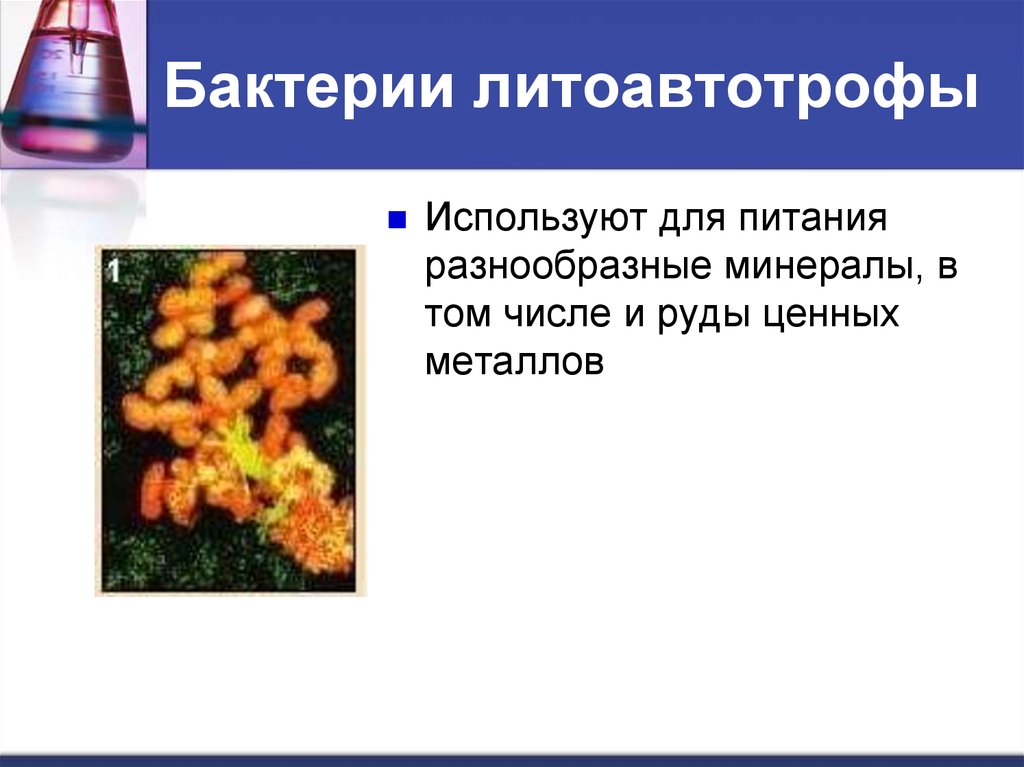 Бактерии литоавтотрофы