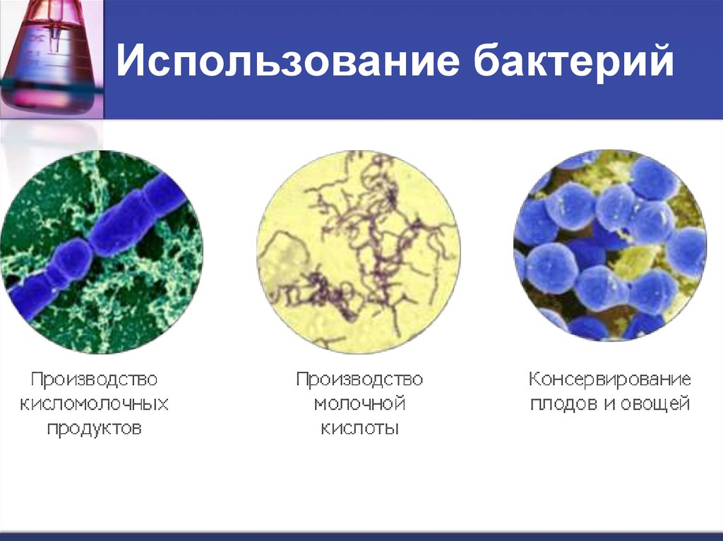 Выбери картинки которые относятся к использованию бактерий человеком