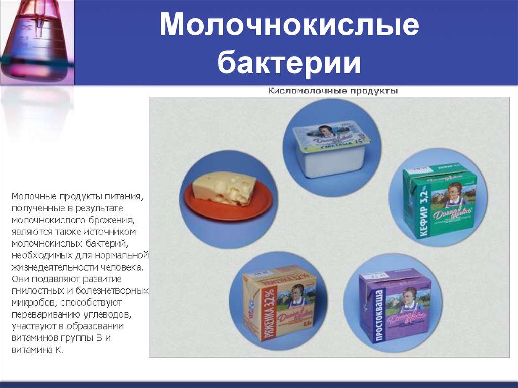 Молочнокислые бактерии