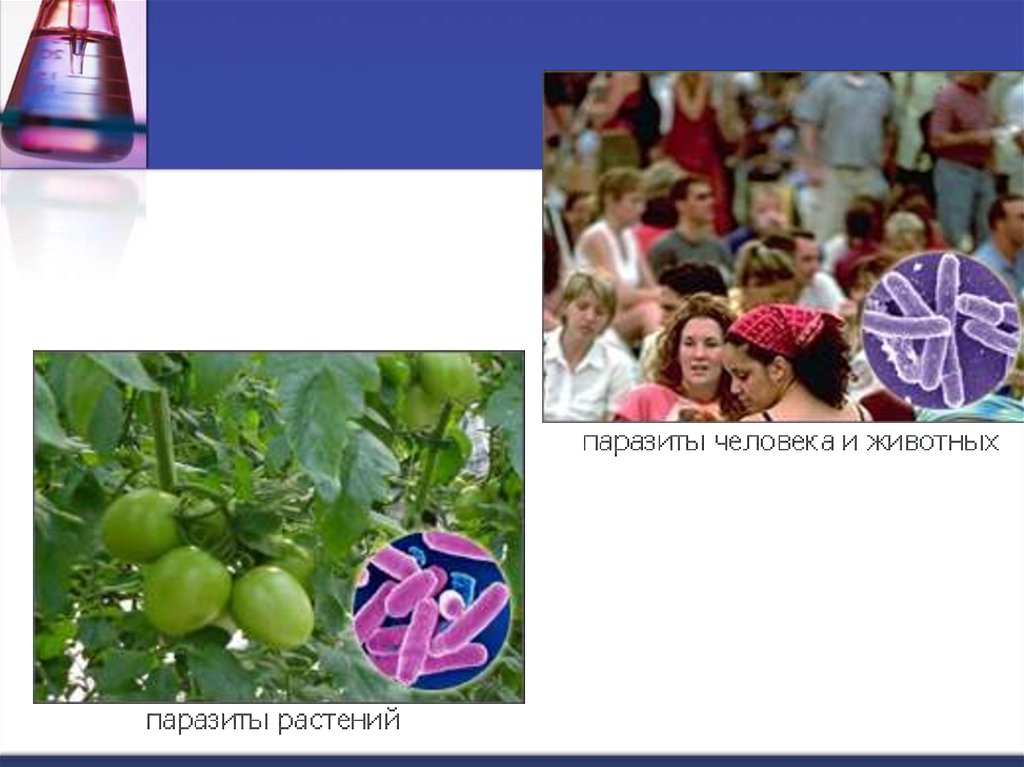Микробиология на службе человека презентация