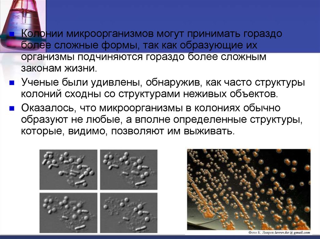 Образуют колонии. R И S формы колоний бактерий. Колония микроорганизмов это. Колония микроорганизмов это микробиология. Структура колоний микроорганизмов.