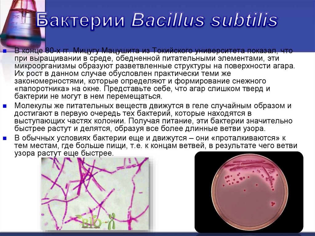 40 бактерий. Bacillus subtilis (Сенная палочка). Сенная палочка ( Bacillus subtilis) строение. Бактерии рода Bacillus. Бактерий Bacillus Cereus.