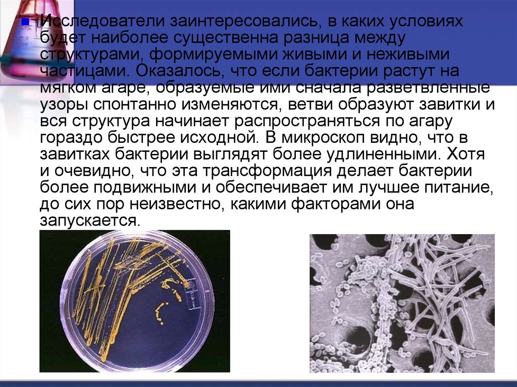 Микробиология на службе человека презентация