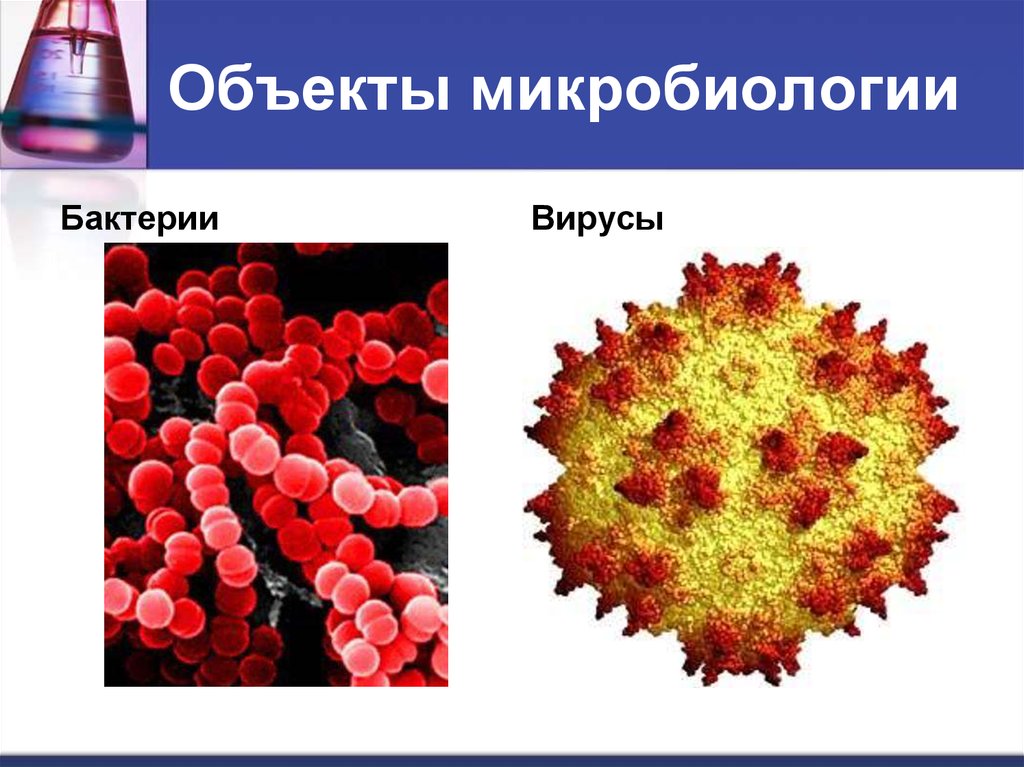 Презентация по микробиологии на тему вирусы