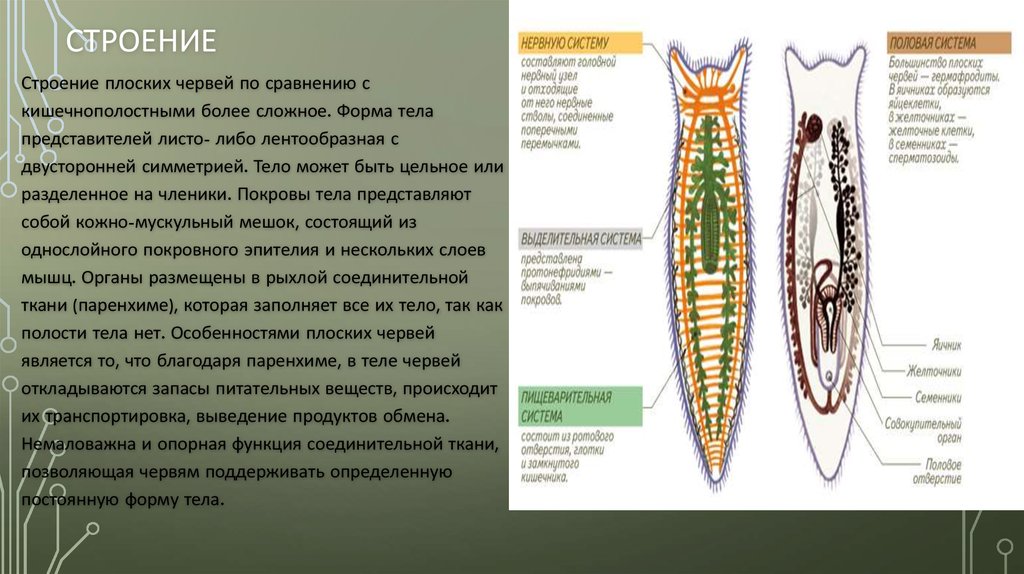 Тело червей разделено на. Плоские черви строение систем. Пищеварительная система плоских червей строение и функции. Плоские черви внутреннее строение. Ресничные черви внутреннее строение.