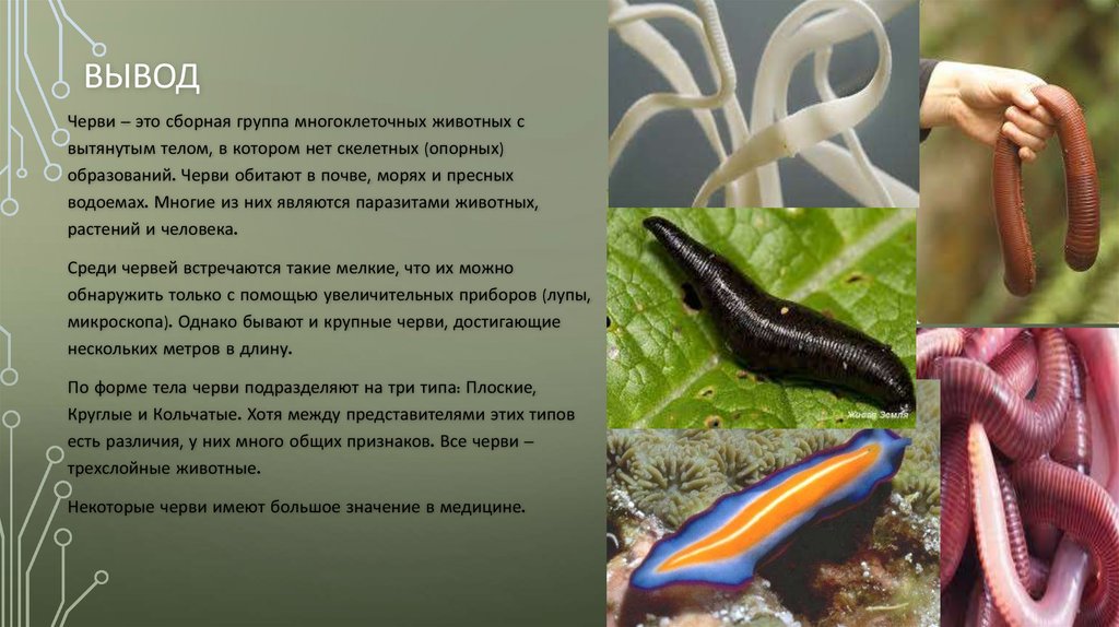 Много червей среди которых. Беспозвоночные кольчатые черви и плоские черви. Беспозвоночные животные плоские черви. Вывод плоских червей.