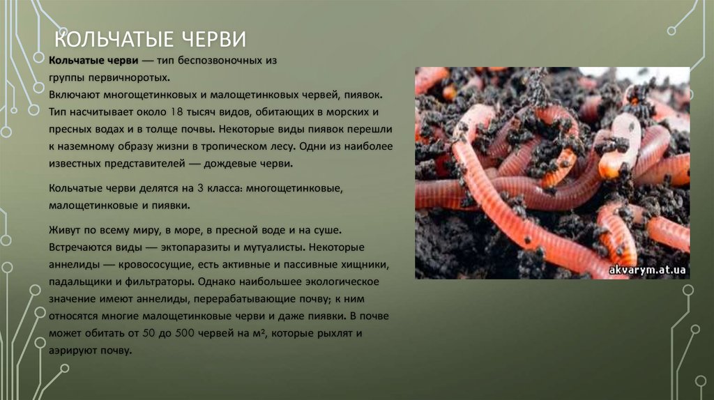 7 червей 6 червей. Образ жизни кольчатых червей. Кольчатые черви образ жизни. Кольчатые черви образ ж ЗНИ.