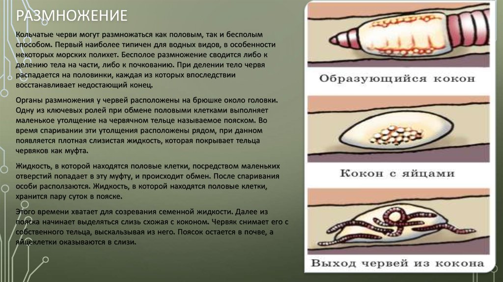 Круглые черви размножение. Размножение кольчатых червей. Размножение кольчецов. Кольчатые черви размножение. Размножение кольчатого червя.