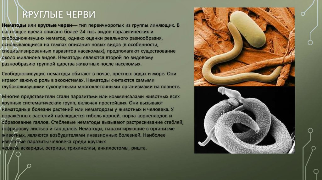 В какой среде обитает червь паразит. Аскариды, острицы, трихинелла, фитонематоды. Нематоды - Первичнополостные черви. Нематодозы (круглые черви).. Круглые черви нематоды паразиты.