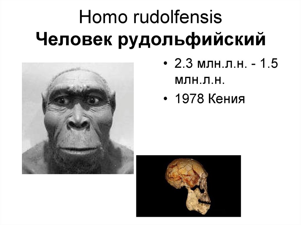 Homo rudolfensis. Человек рудольфийский. Homo rudolfensis характеристика.