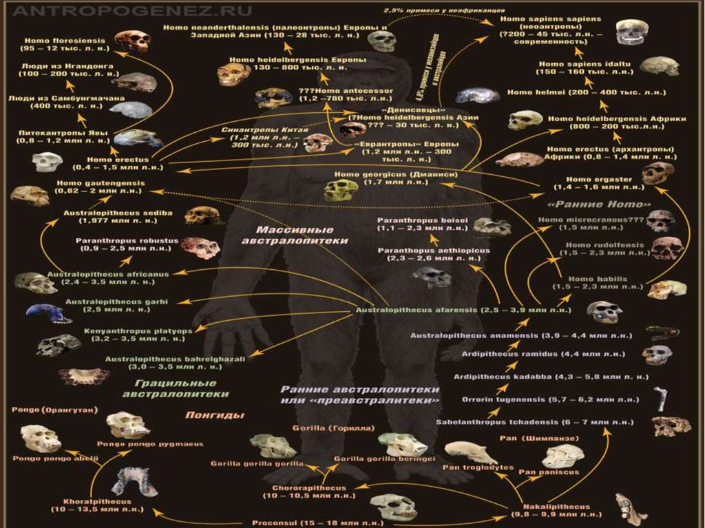 Древо эволюции человека схема