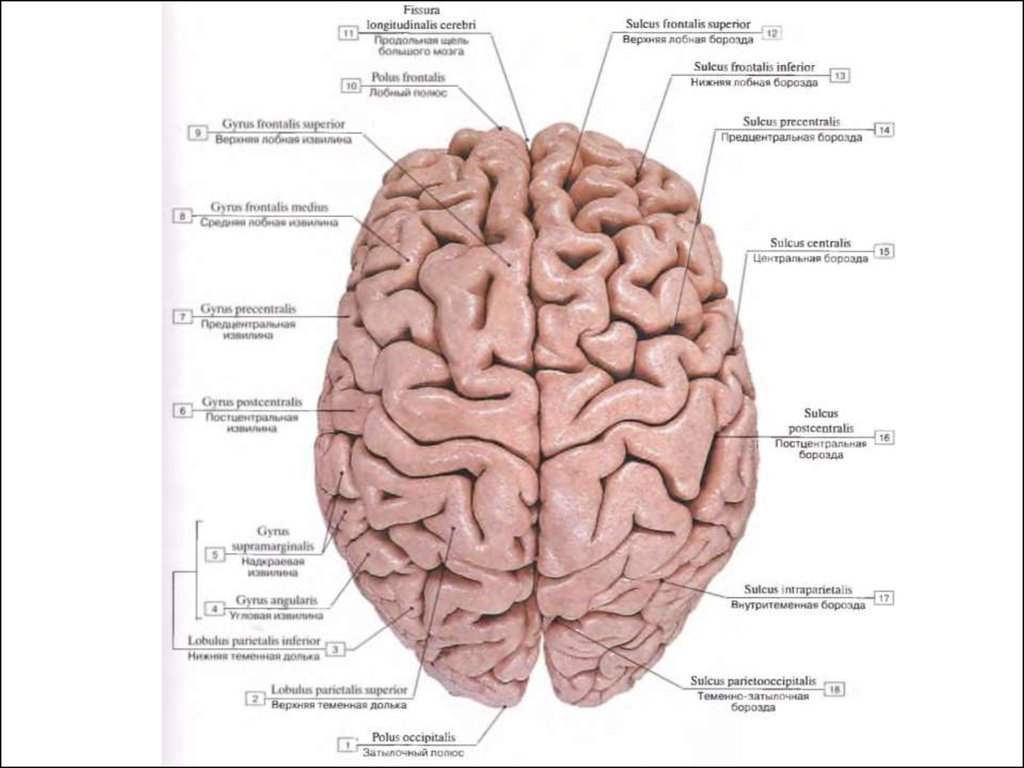 Сколько извилин в мозгах. Верхнелатеральная поверхность полушария головного мозга. Продольная щель большого мозга латынь. Поперечная щель большого мозга анатомия. Конечный мозг препарат.