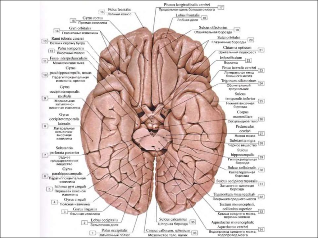 Латинское название мозга. Борозды мозга снизу. Головной мозг вид снизу анатомия. Извилины головном мозге вид снизу. Нижняя поверхность полушарий большого мозга анатомия.