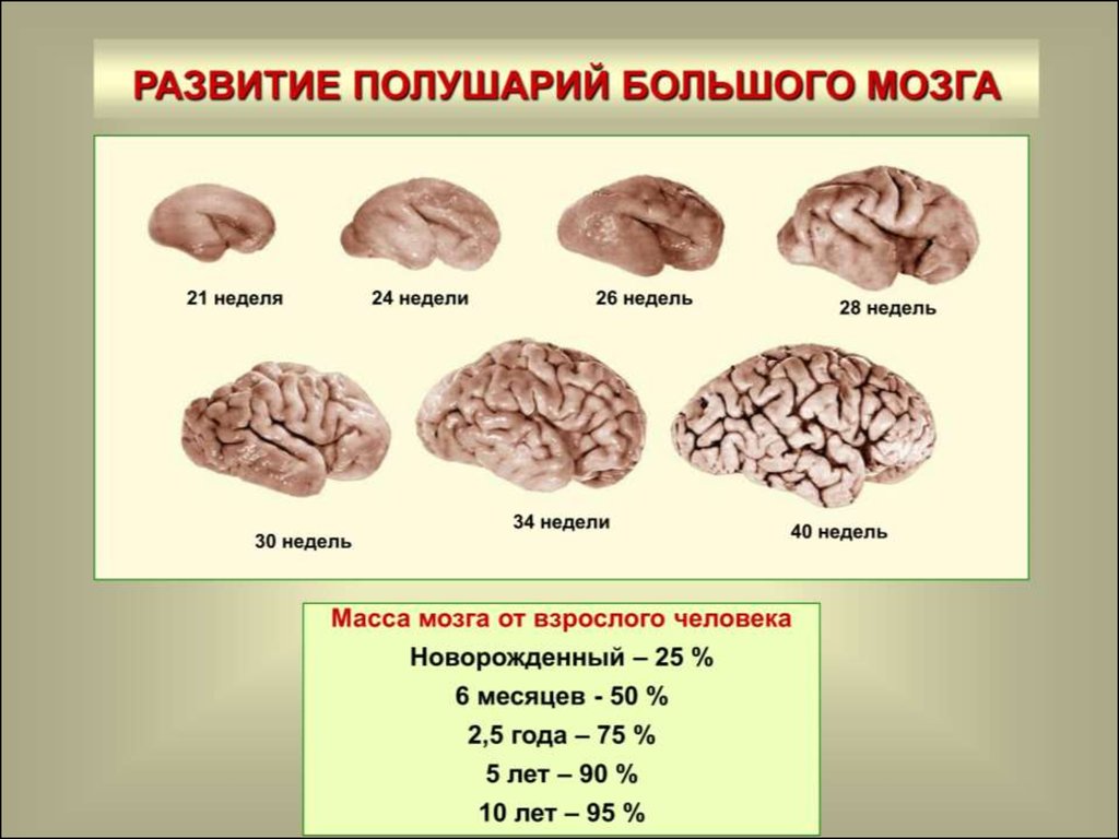 Какой вес мозга человека